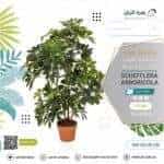 Schefflera arboricola shrub